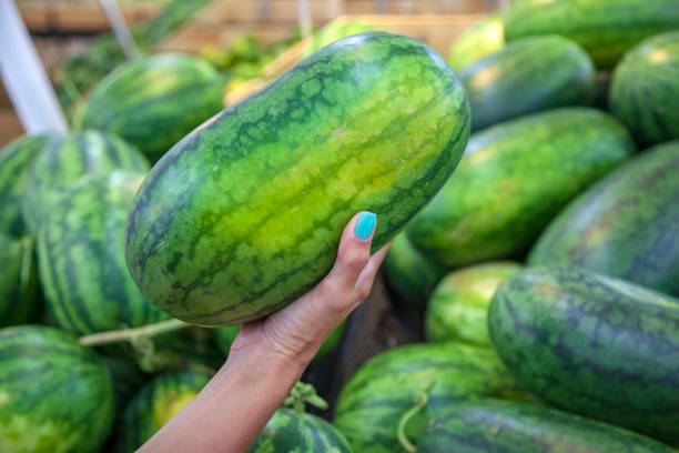 selection of watermelons in the store, a female hand holds a ripe watermelon. Close-up of a women's hand holds, selects a watermelon in a vetrine in a supermarket box. Theme health and natural food selection of watermelons in the store, a female hand holds a ripe watermelon. Close-up of a women's hand holds, selects a watermelon in a vitrine in a supermarket box. Theme health and natural food vietnamese girls for sale stock pictures, royalty-free photos & images