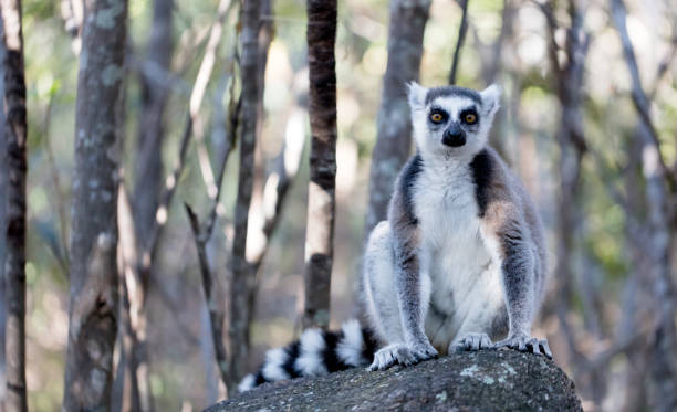 istock Famous Madagascar Maki lemur, Ring tailed lemur 1178019967