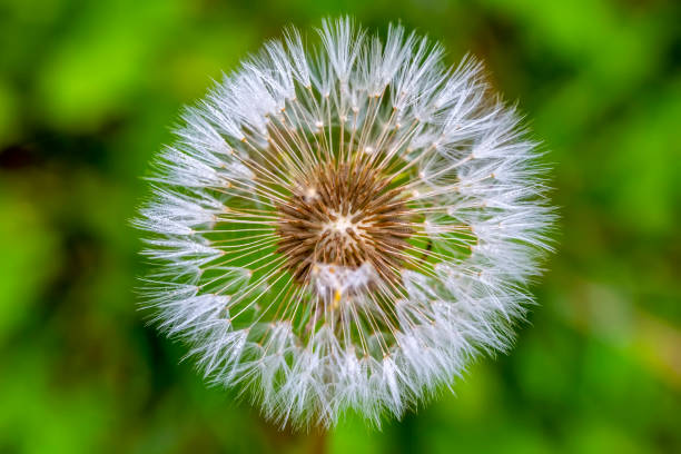 istock Dandelion seeds close up blowing in the garden 1178020698