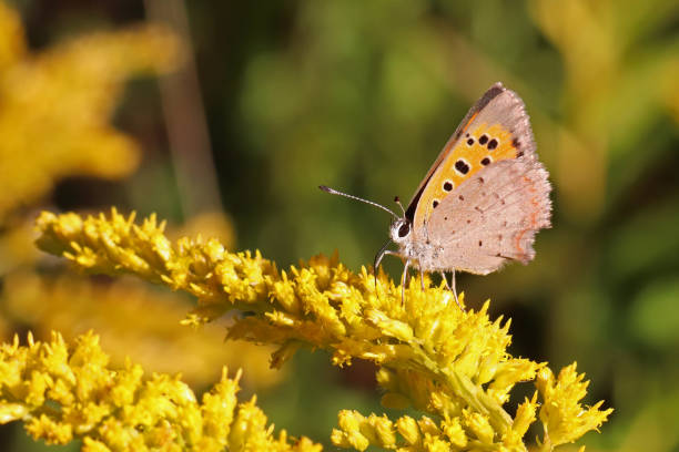 um cobre comum (lycaena phlaeas). - small copper butterfly - fotografias e filmes do acervo