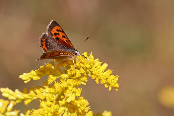 a common copper (lycaena phlaeas). - lycaena phlaeas imagens e fotografias de stock