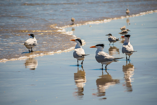 Red orange bill and black cap birds enjoying the view around the coastline of the seashore