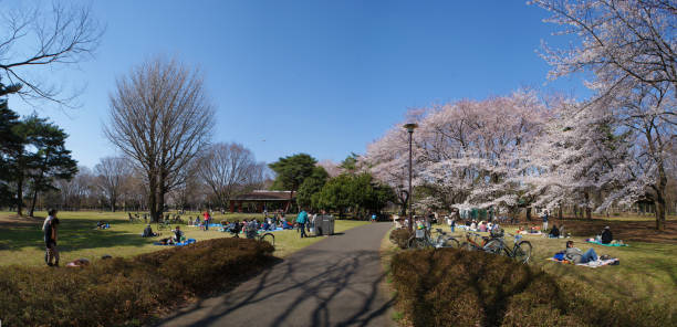 istock Nogawa park of cherry blossoms in full bloom 1178022532