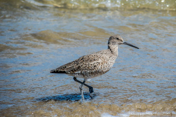 istock A Willet Bird in Padre Island NS, Texas 1178029623
