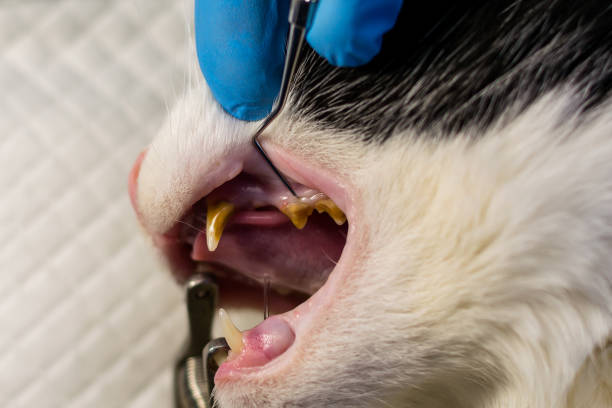 istock Cat teeth with bacterial plaque at the veterinary clinic before scalling 1178030276