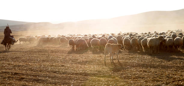 istock grazing sheep, shepherd and sheepdog 1178033292