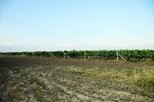 istock Green vineyards growing in field 1178033770
