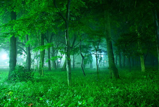 istock Forest wrapped in fog 1178033777