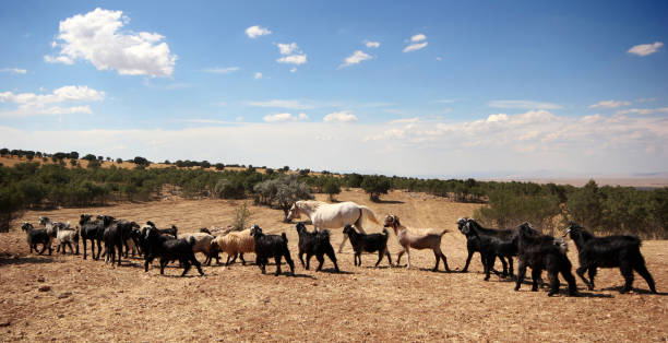 istock herd of goats grazing in pasture 1178033835