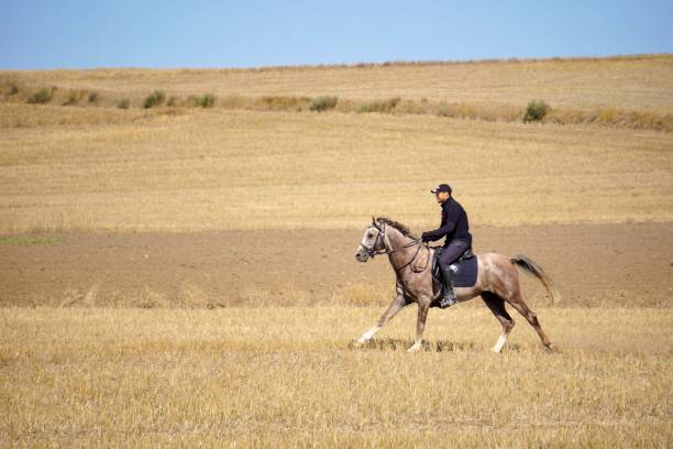 istock A Man with his Horse 1178033919