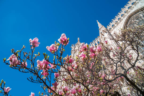 vista parziale sul duomo di milano in primavera con fiori di magnolia in una giornata felice e soleggiata - spring magnolia flower sky foto e immagini stock