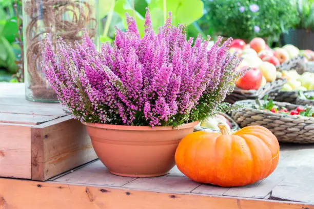 Farm still life, flowering heather bush in a pot and a large ripe orange pumpkin. Erica heather blooms in vibrant pink colors, harvest holiday decoration