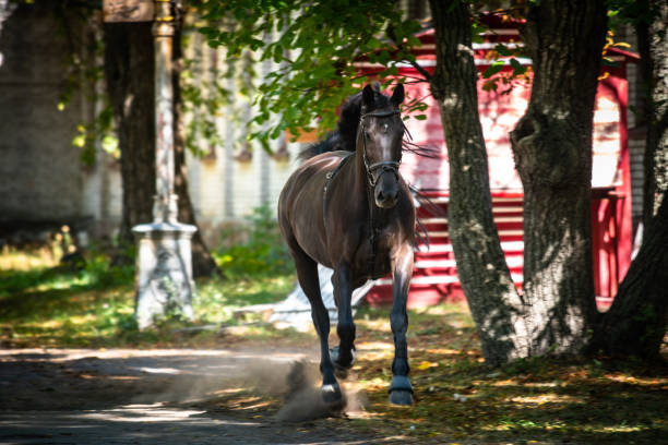 Horse training and run nature outdoor sunny day