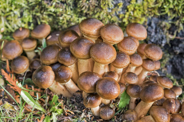 istock Sheathed Woodtuft (Kuehneromyces mutabilis) Mushrooms on Tree Trunk in Autumn Forest 1178039682