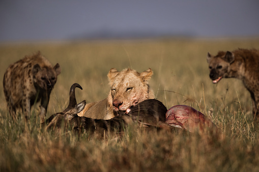 Lion eating his pray while hyenas are waiting in the background. Copy space.