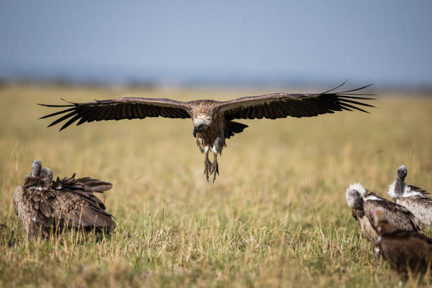 istock Group of Eurasian griffon vultures in nature. 1178040151