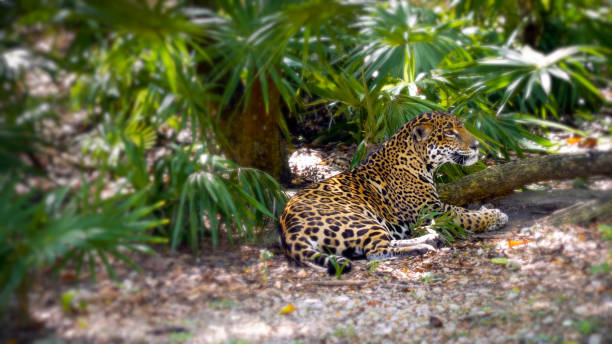 istock Leopard resting in the shade of trees and bushes 1178040446