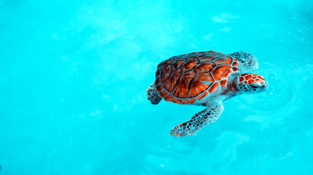 piękny żółw morski w błękitnej wodzie - sea turtle coral turtle green sea turtle zdjęcia i obrazy z banku zdjęć