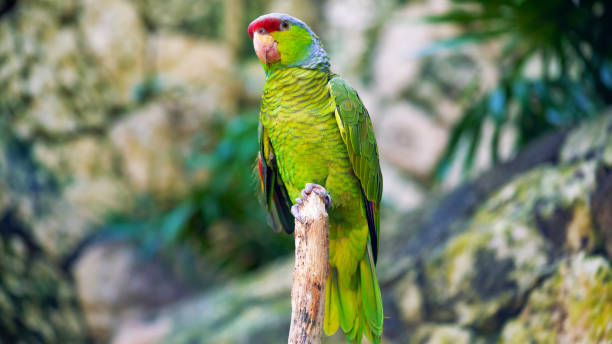 istock Green parrot sitting on a branch 1178040502
