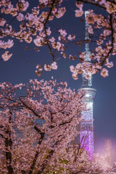 istock A going to see cherry blossoms at night sightseeing and Tokyo Sky Tree 1178041155