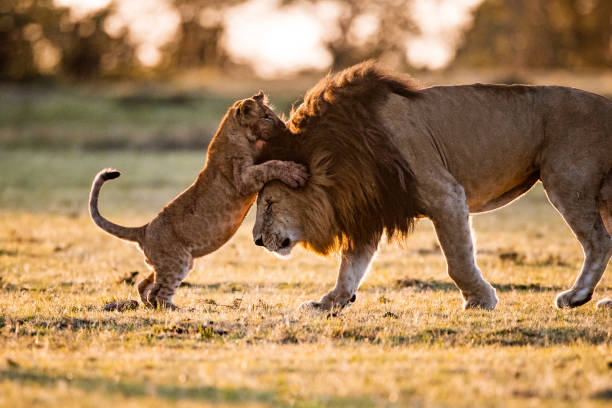 Playful cub with majestic lion. Playful lion cub playing with his father in the wild. Copy space. cub stock pictures, royalty-free photos & images