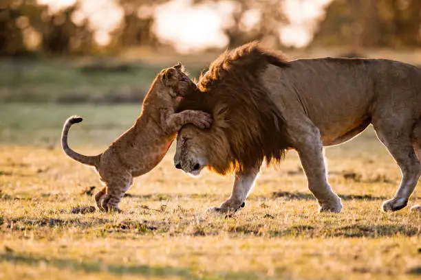 Playful lion cub playing with his father in the wild. Copy space.