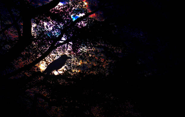 istock Darkness of the crows 1178041383