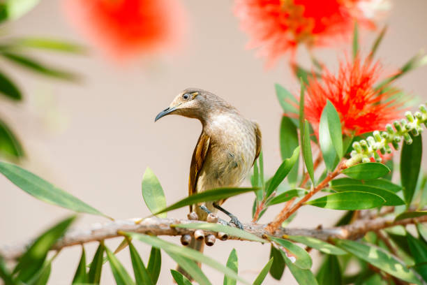 Australian Brown Honeyeater Bird resting on a bottlebrush tree.