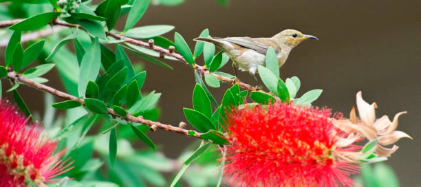 istock Australian Brown Honeyeater Bird. 1178041528