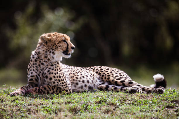 African cheetah relaxing in grass.