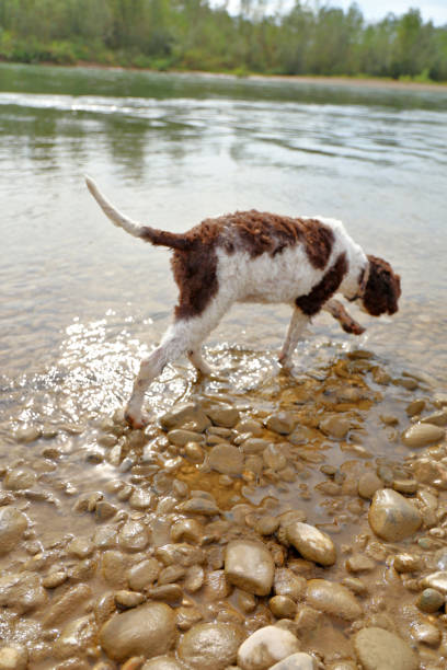 istock Puppy playing at the river shore 1178043059