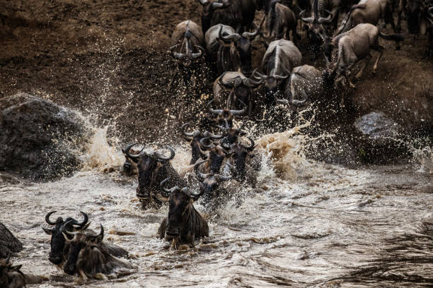 istock Herd of wildebeest migrating across Mara river. 1178043166