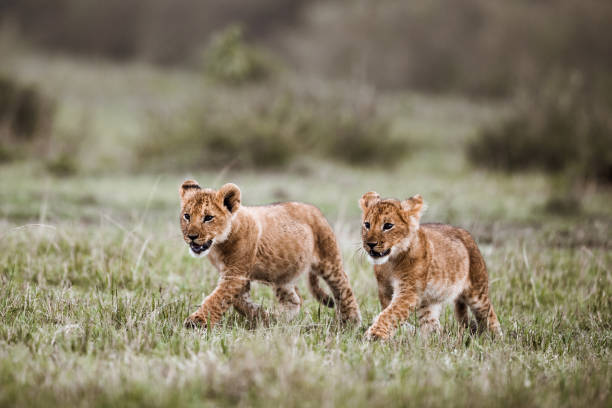 istock Lion cubs walking in the wild. 1178044547