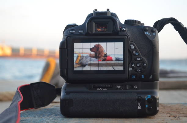 istock Dog photo model 1178046430