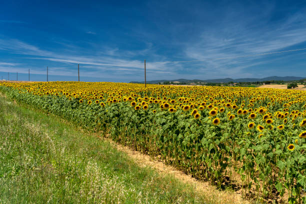 Rural landscape in Maremma, near Monte Argentario, Tuscany, Italy, at summer.
