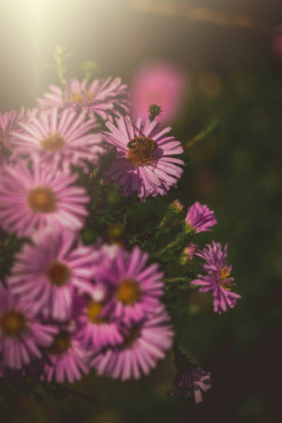 Close-up of a bee on a flower in the garden.