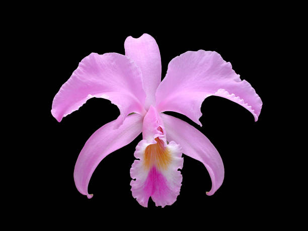 orquídea do mossiae do cattleya - orchid simplicity single flower flower - fotografias e filmes do acervo