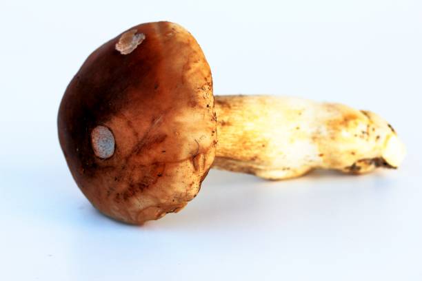 istock mushrooms on a white background, boletus edulis 1178048029