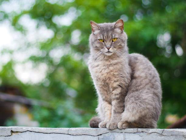 istock Gray cat with yellow eyes on nature background bokeh 1178048176