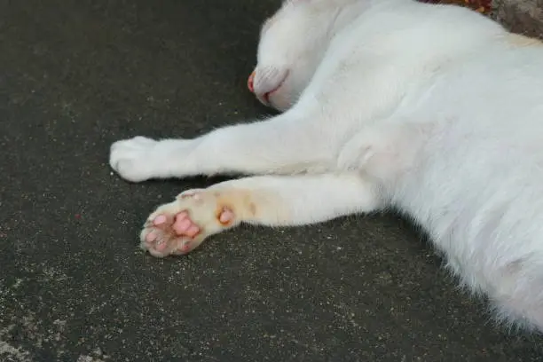Closeup paw of a white cat sleeping on the road side, selective focus, dupe, pawn concept