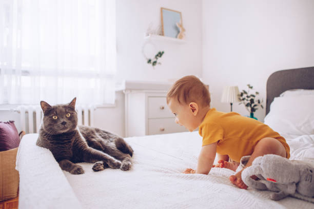 istock Baby boy try to catch cat 1178052561