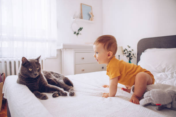 istock Baby boy try to catch cat 1178052691