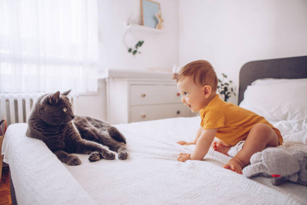 istock Baby boy try to catch cat 1178052900