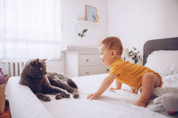 istock Baby boy try to catch cat 1178052917