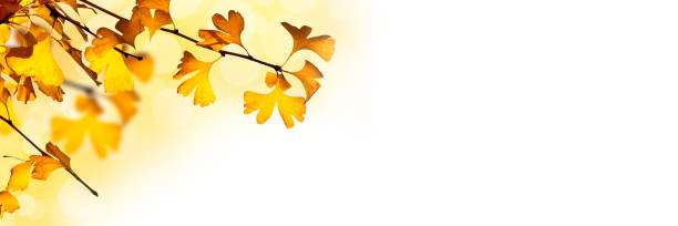 istock Autumnal background with ginkgo biloba leaves on white panoramic background 1178055749