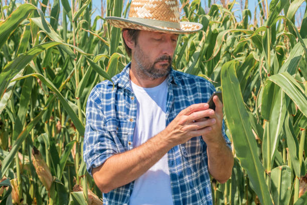 istock Farmer text messaging on mobile phone in corn maize field 1178056022