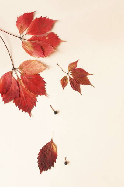 istock Autumn fall background. Pattern made of autumn tree leaves on light beige background. Top view.  Flat lay. Copy space 1178056215