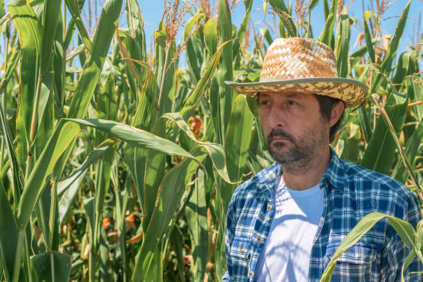 istock Portrait of handsome corn farmer in cultivated maize field 1178056348