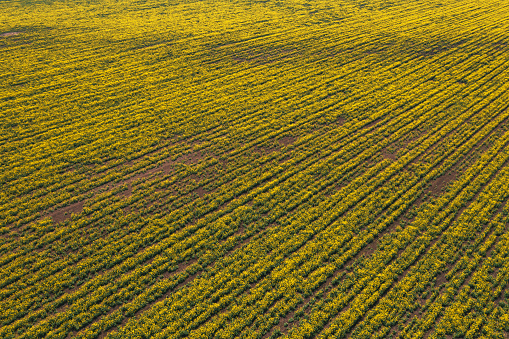 Aerial view of canola rapeseed field in poor condition due to drought season and arid climate