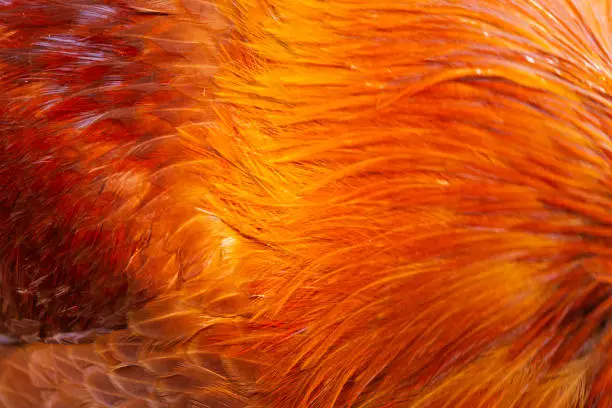 Photo of red rooster feathers texture and smooth waves